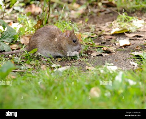 Brown Or Common Rat Rattus Norvegicus Searching For Food In The