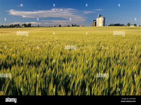 Grain elevator across wheat field, Journey through Time National Scenic