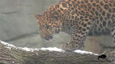 Amur Leopard Cubs First Snow Youtube