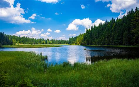 Scenic View Of Lake In Forest · Free Stock Photo