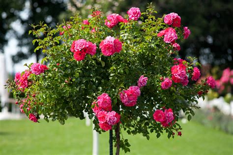 Winter Care For Roses Jung Seeds Gardening Blog