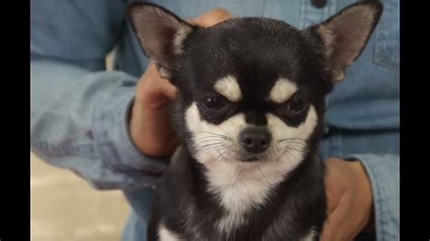 Perros El Baño Y Los Cuidados Del Chihuahua Youtube