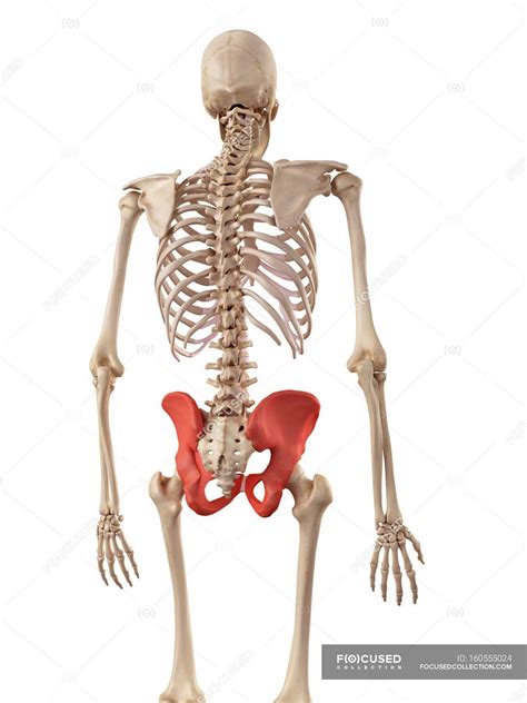 Human Hip Bones Structure — Details Legs Stock Photo 160555024