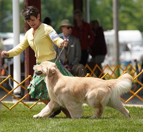 Harborview Golden Retrievers Erie PA – Golden Retrievers, Puppies