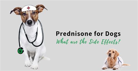 What Is Prednisone Used To Treat In Dogs