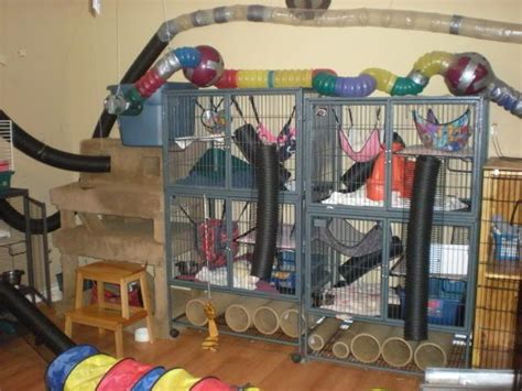 review of ferret cage toy ideas 2022
