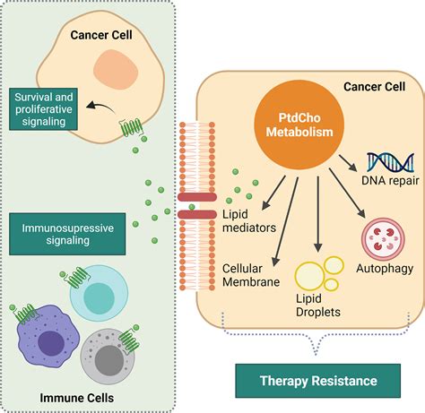 Frontiers Phosphatidylcholine Derived Lipid Mediators The Crosstalk