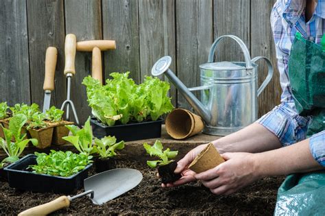 When planning a vegetable garden it's all too easy to jump in with both feet and try to grow as much as possible in the first year. Nature gives cues on when to plant certain vegetables ...