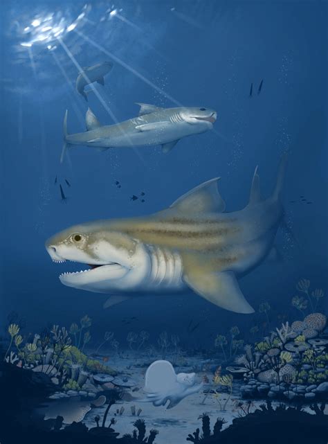 Two New Species Of Carboniferous Ctenacanth Sharks Identified In The