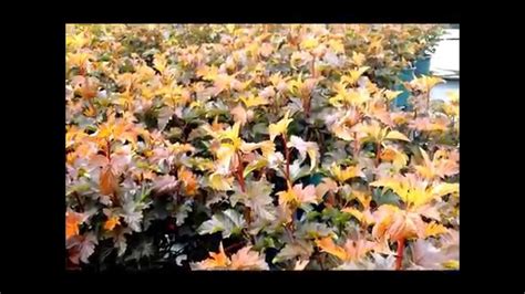 With so many options on the market today, choosing the right lighting setup for your indoor garden the 3,000k bulb will be better suited for flowering phases due to its broader spectrum of red and yellow lighting. Best Flowering Shrubs, Physocarpus Center Glow (Ninebark ...