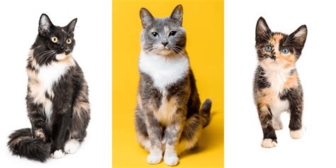 Feline 411 All About Calico Cats
