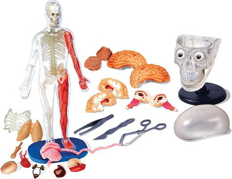 Totally Squishy Head to Toe Human Anatomy Toys - Switched on kids