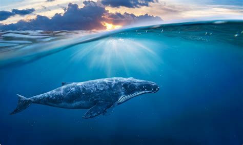 10 Curiosidades De Las Ballenas La Criatura Que Reina En El Océano