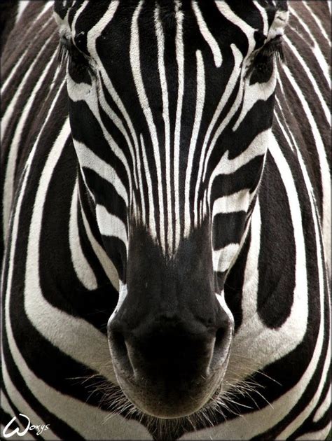 17 Best Images About Animals That Have Bilateral Symmetry On