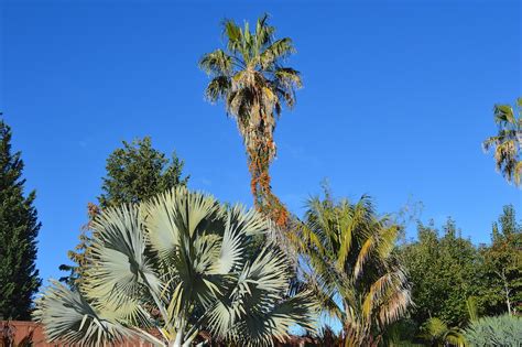 How To Make A Mexican Fan Palm Attractive