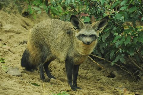 Bat Eared Fox Animals Facts And Latest Pictures The Wildlife
