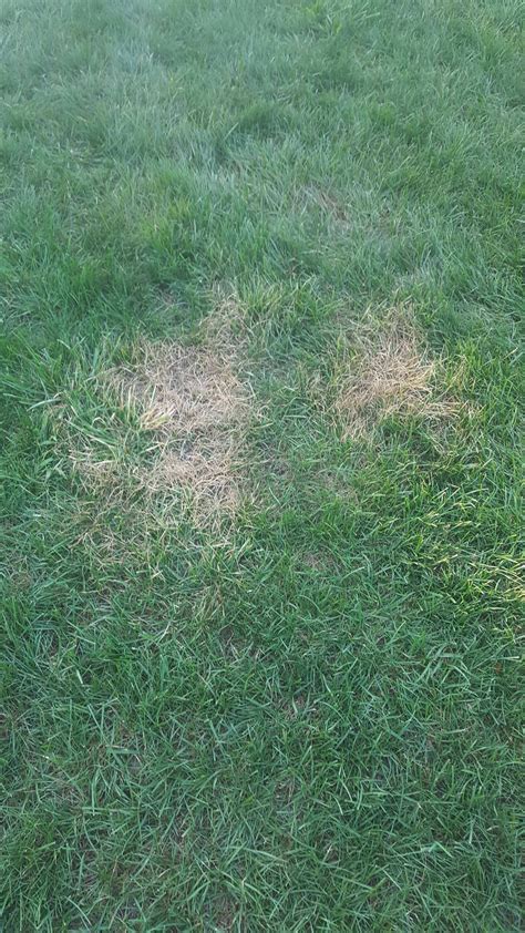 What Are These Brown Spots From Brown Patch Lawncare