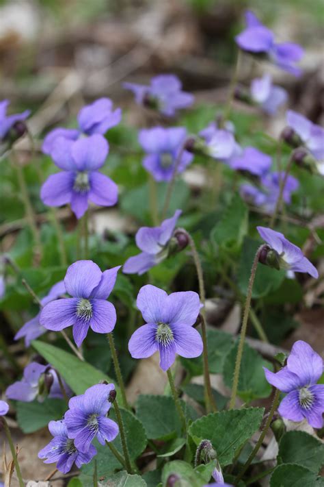 May Common Blue Violet Wild Edible Plant Of The Month Club