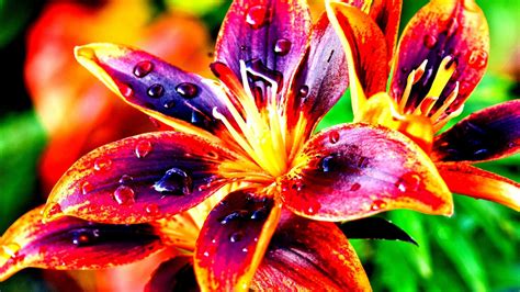 Lilies Nature Colorful Flowers High Contrast Hd Wallpaper
