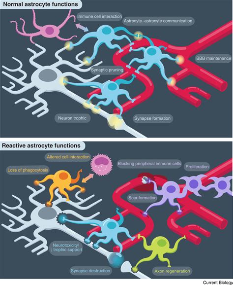 Astrocytes Current Biology