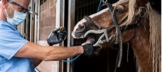 Tierarzt Seeberger 🐎 Tierärztliche Praxis für Pferde.
