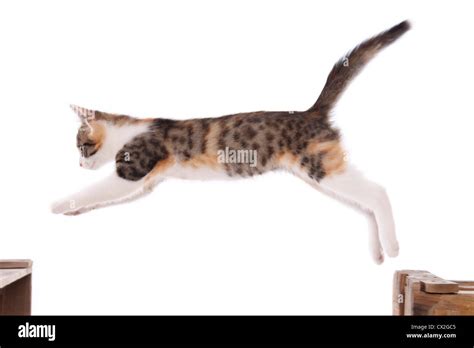 Cats Jumping Hi Res Stock Photography And Images Alamy