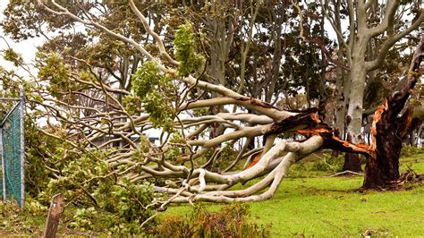 How To Save A Damaged Tree Repairing Storm Damaged Trees