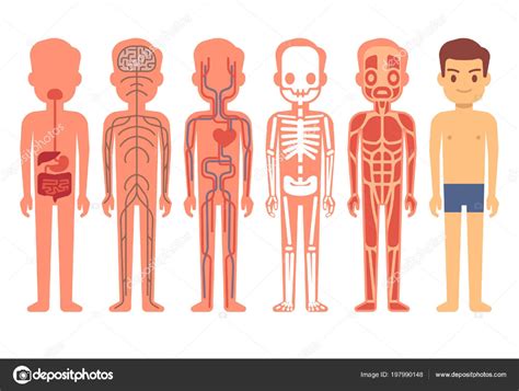 Descargar Icono Del Vector De Anatomía Humana — Ilustración De Stock