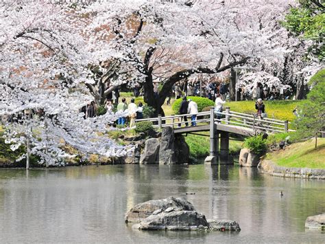 Japans Famous Cherry Blossom Season Is So Popular You Need To Book Now