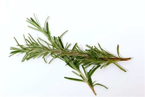 About Rosemary And Its Use In Cooking