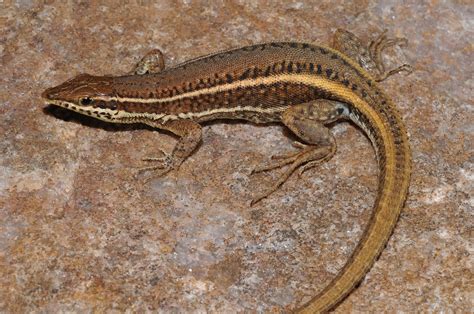 Two New Species Of Lizards Found Hiding In Plain Sight