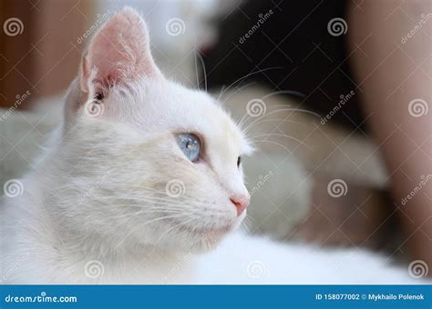 Pure White Cat With Turquoise Blue Eyes And Pink Defective Ears Stock