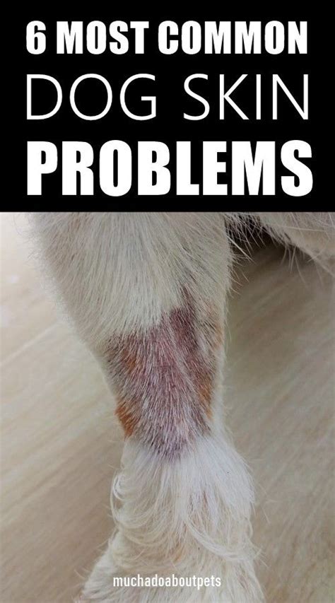 5 Most Common Skin Problems In Dogs And How To Treat Them Otosection