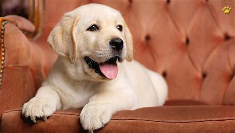 Freshwater will help them stay hydrated through this bout of diarrhea. 4 Adorable Facts About Labrador Retriever Puppies ...