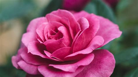 Download Wallpaper 1920x1080 Rose Flower Closeup Romantic Pink