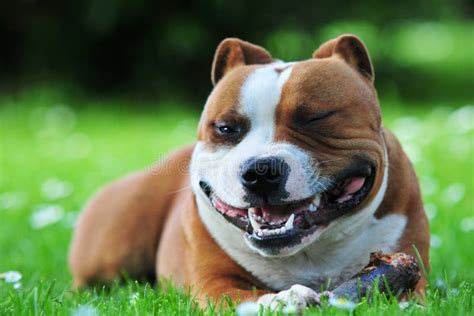 Smiling Dog Stock Photo Image Of Cute Breeds Dream 14424846
