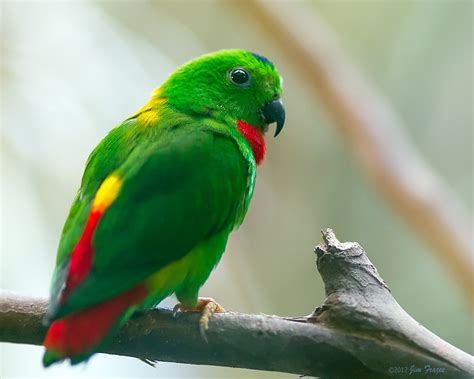 The sangihe hanging parrot, loriculus catamene, is a small (length: Blue-crowned Hanging Parrot | I had never seen these cute ...
