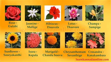 Aster Flower In Kannada Language Home Alqu