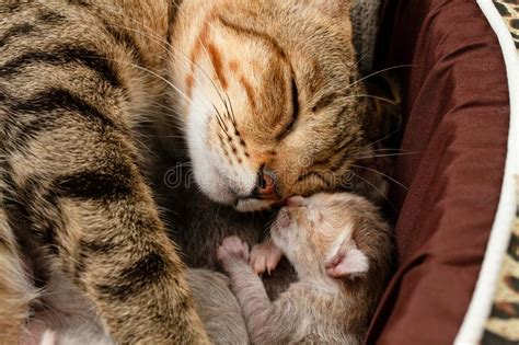 The Mother Cat Is Nursing Newborn Kitten Stock Photo Image Of
