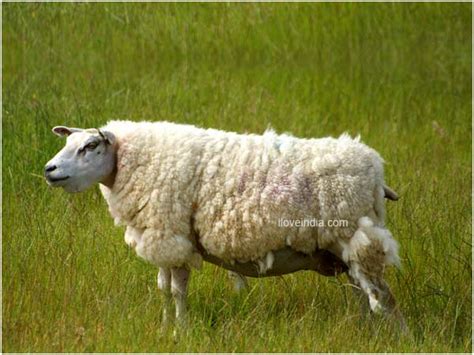 Facts About Sheep Interesting And Amazing Information On Sheep