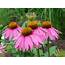 24 Great Varieties Of Echinacea Coneflower