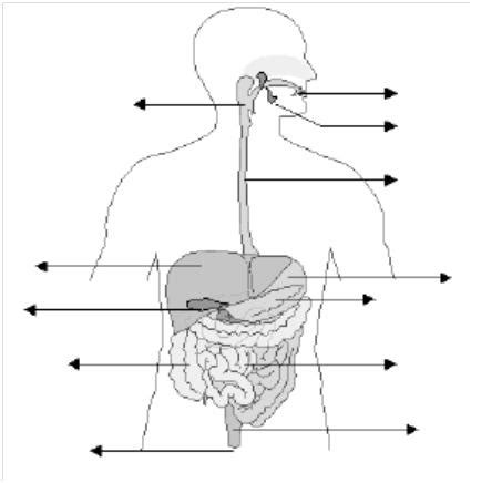 Esquema Del Aparato Digestivo Con Nombres Para Colorear Imagui