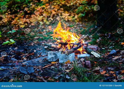 Bright Bonfire In A Autumn Forest Stock Photo Image Of Activity