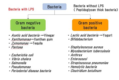 What are the structural differences between gram positive and gram negative bacteria? Gram-negative Bacteria and LPS / What's LPS / Macrophi Inc ...