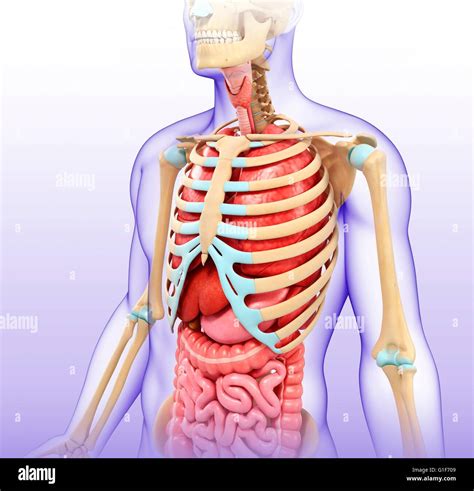 Anatomy Of The Human Chest Illustration Stock Photo Alamy