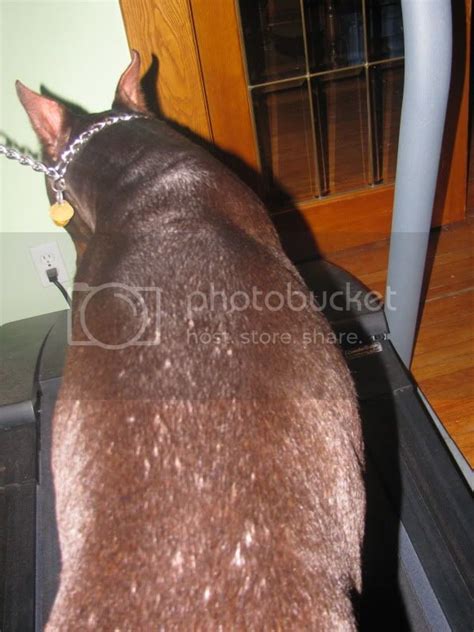 Skin Issues Ingrown Hairs Doberman Forum Doberman Breed Dog Forums