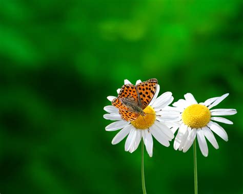Daisies And Butterflies Wallpapers Wallpaper Cave