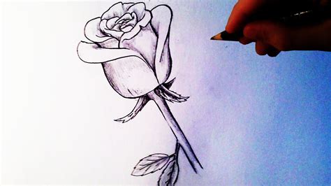 Video How To Draw A Rose Local Santa Cruz