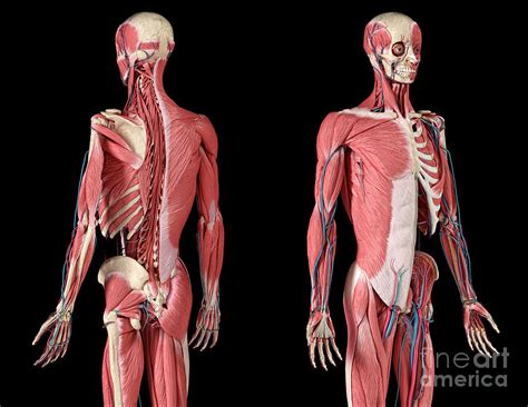 Human Skeleton Photograph By Leonello Calvettiscience Photo Library