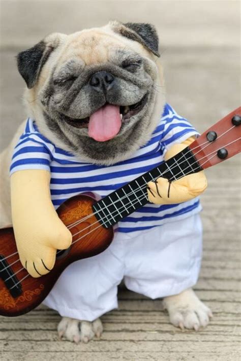 Indy Musician Guitarist Pug Dogfunny Pug Dog Wearing Indy Musician